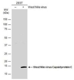 West Nile Virus C Protein Antibody, Novus Biologicals 100 &mu;g | Buy Online | Novus Biologicals | Fisher Scientific